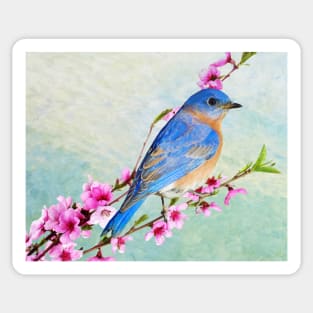 Male Bluebird Perched on Branch Sticker